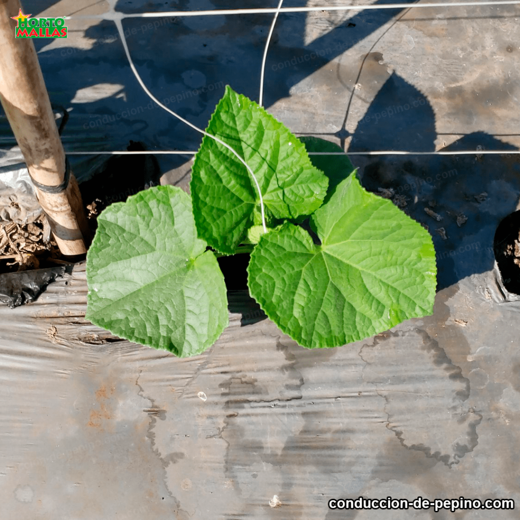 ventajas de utilizar hortomallas